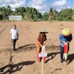 Padi Gogo Bisa Tumbuh Baik Di Boalemo