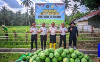 Tak Surut oleh Krisis Air, Lapas Boalemo Buktikan Pertanian Warga Binaan Mampu Hasilkan Panen Semangka Berkualitas