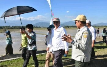 Bupati Rum Pagau Hadiri Gerakan Tanam Serempak Padi dengan Metode Pertanian Modern