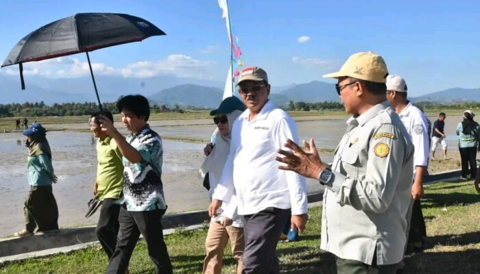 Bupati Rum Pagau Hadiri Gerakan Tanam Serempak Padi dengan Metode Pertanian Modern